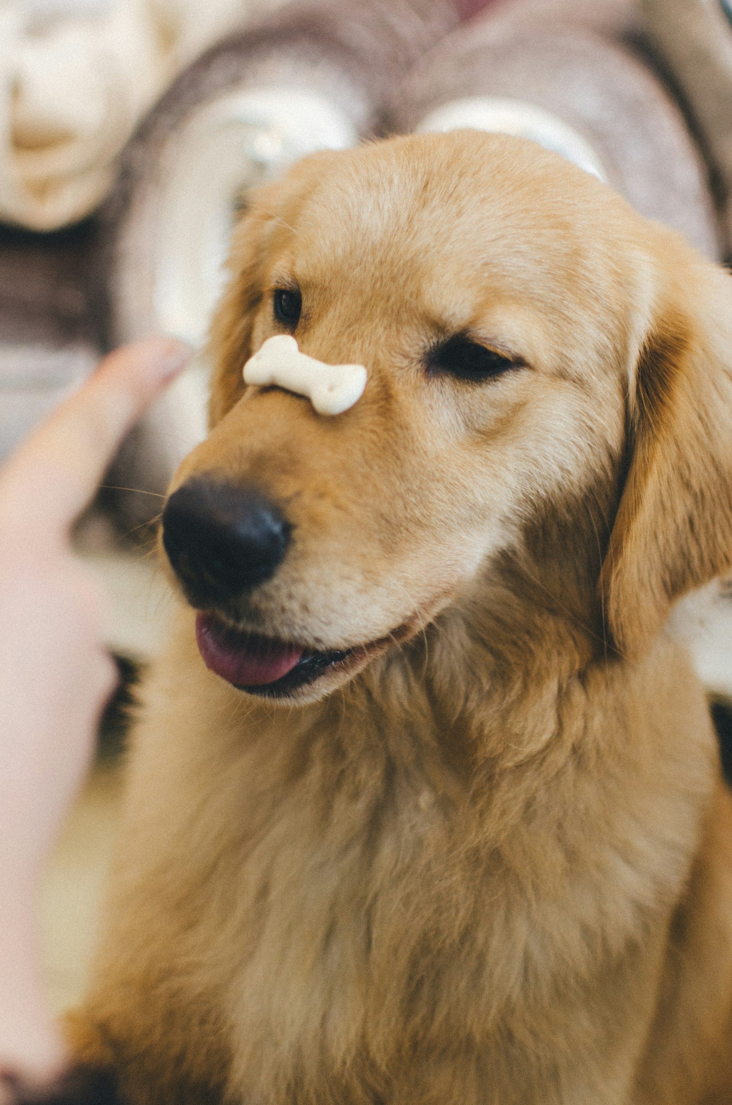 A golden retriever balancing a bone-shaped biscuit on its nose